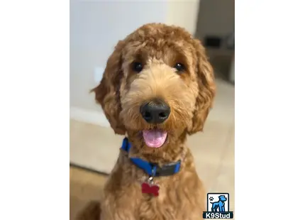 a goldendoodles dog with a bow tie