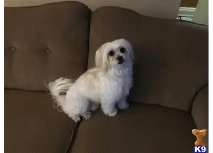 Maltese