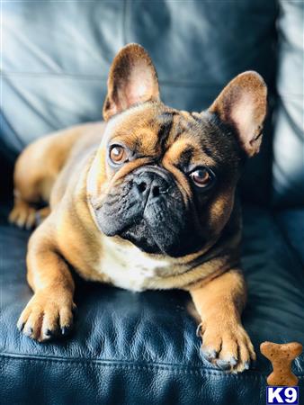 French Bulldog stud dog