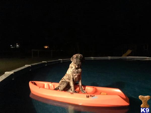 Mastiff female dog