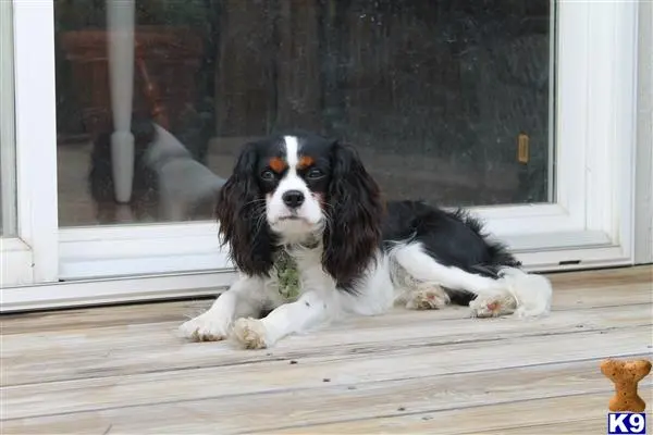 Cavalier King Charles Spaniel stud dog