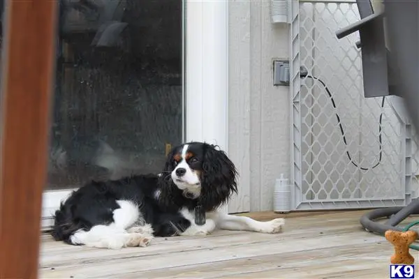 Cavalier King Charles Spaniel stud dog