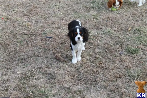 Cavalier King Charles Spaniel stud dog