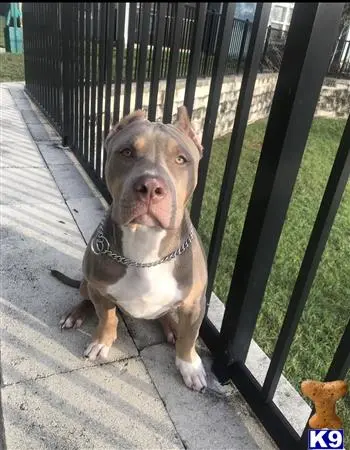 American Bully stud dog