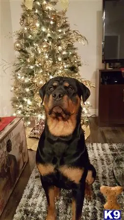 Rottweiler