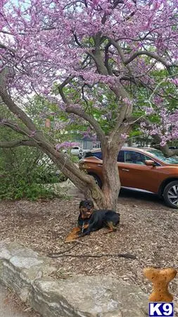 Rottweiler stud dog