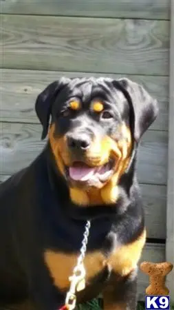 Rottweiler stud dog