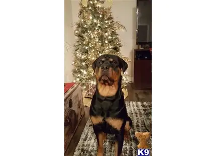 Rottweiler