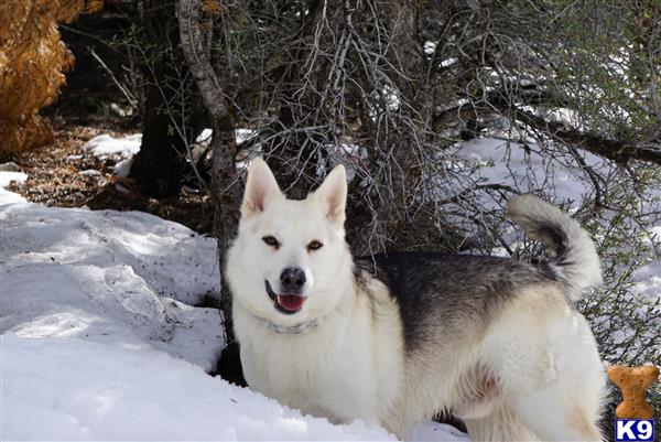 a white german shepherd dog in the snow