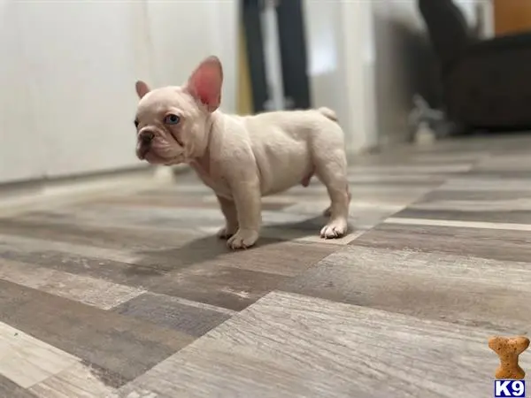 French Bulldog