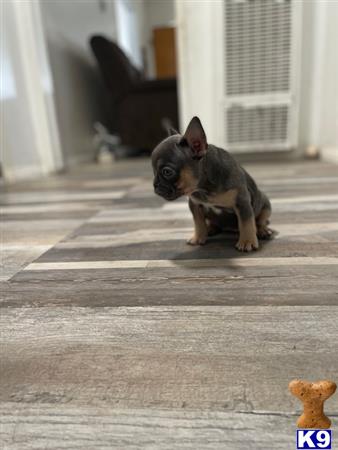 a small french bulldog dog running