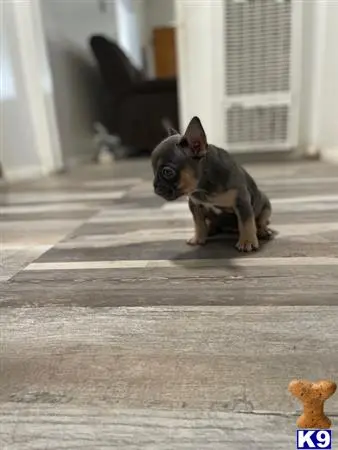 French Bulldog puppy for sale