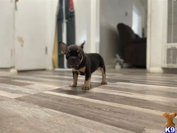 French Bulldog