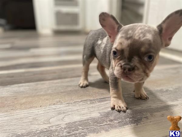 a small french bulldog dog with a small french bulldog dogs head