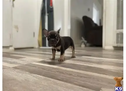 French Bulldog