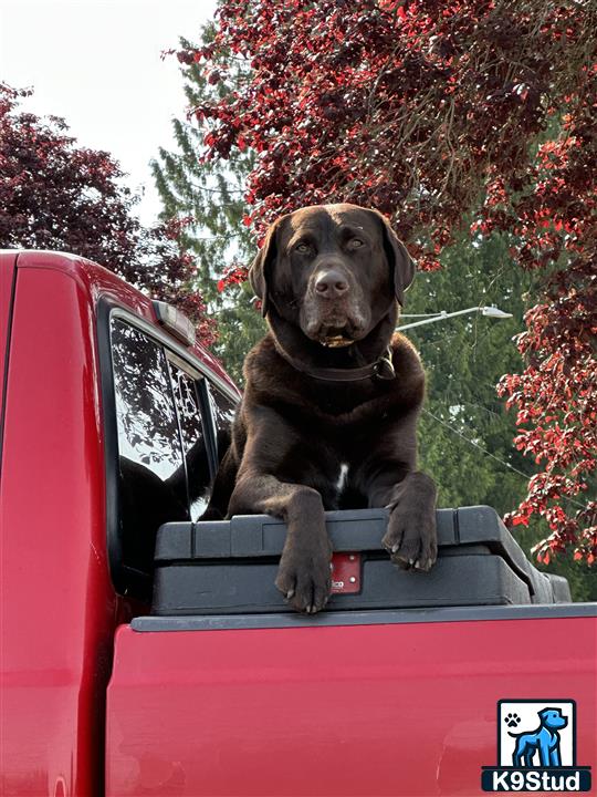 a labrador retriever dog sitting in the back of a red truck