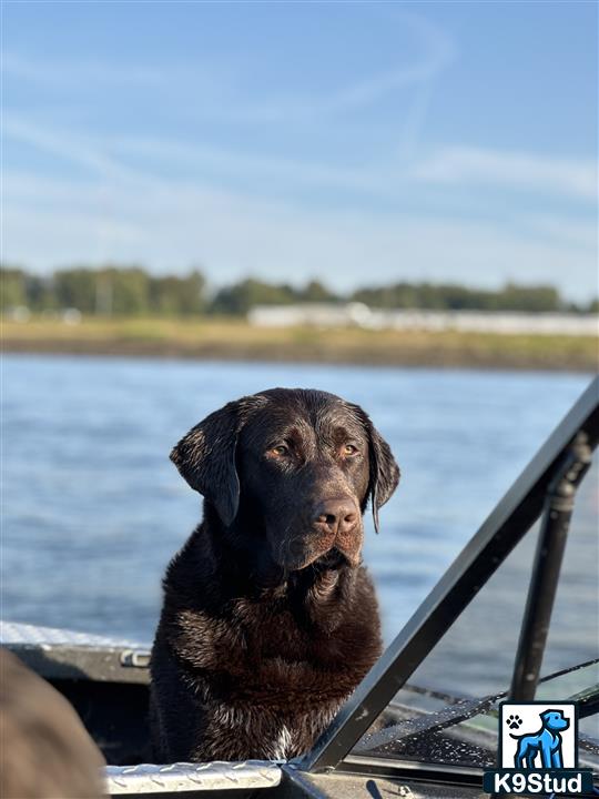 a labrador retriever dog sitting on a boat