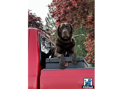 a labrador retriever dog sitting in the back of a red truck