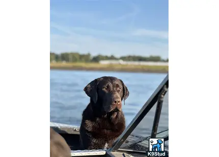 a labrador retriever dog sitting on a boat