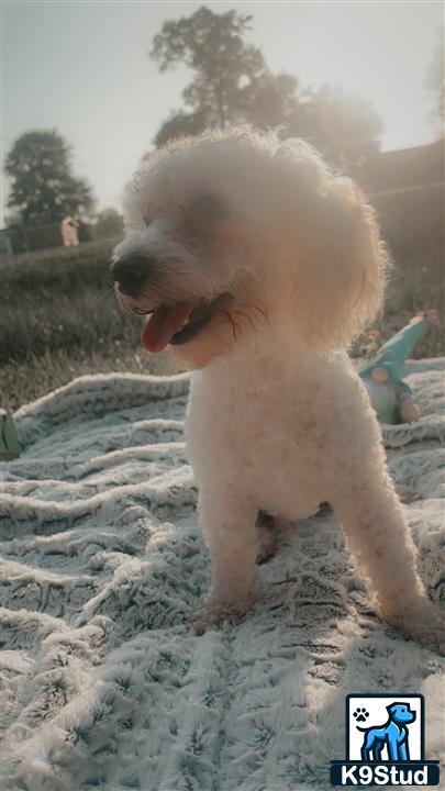 a poodle dog standing on a blanket