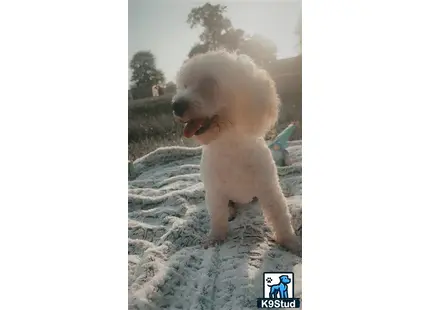 a poodle dog standing on a blanket
