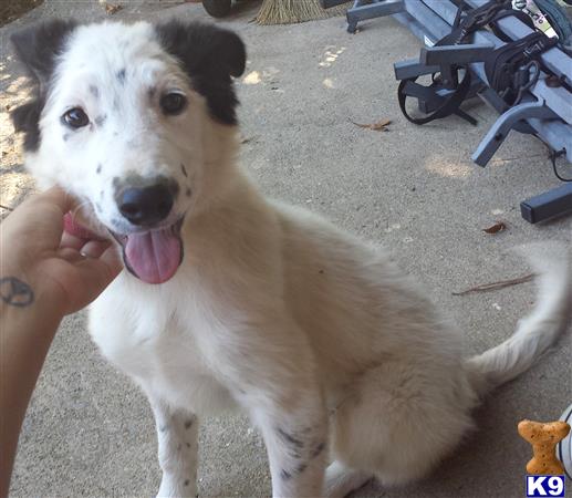 Border Collie