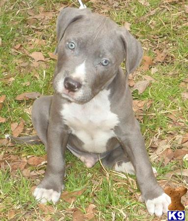 american pit bull puppy posted by jtcrouch