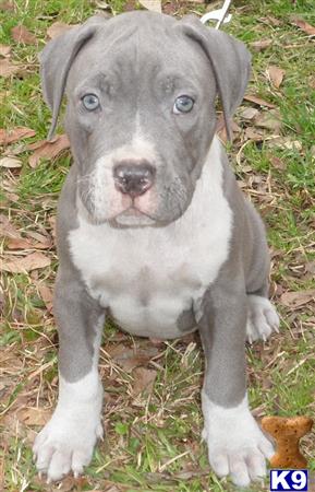 american pit bull puppy posted by jtcrouch