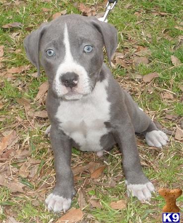american pit bull puppy posted by jtcrouch
