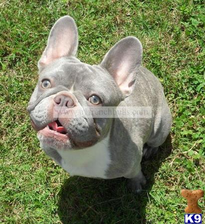french bulldog puppy posted by jtcrouch