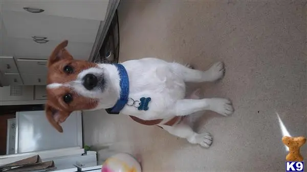 Jack Russell Terrier