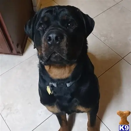 Rottweiler stud dog