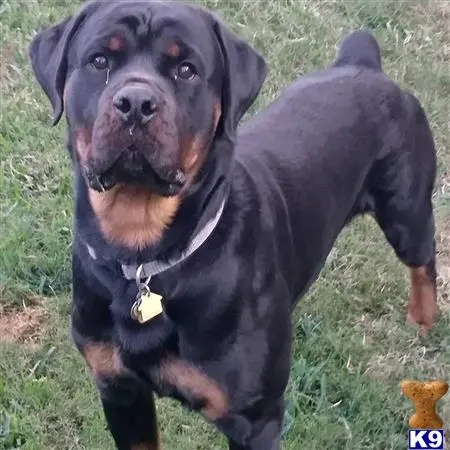 Rottweiler stud dog