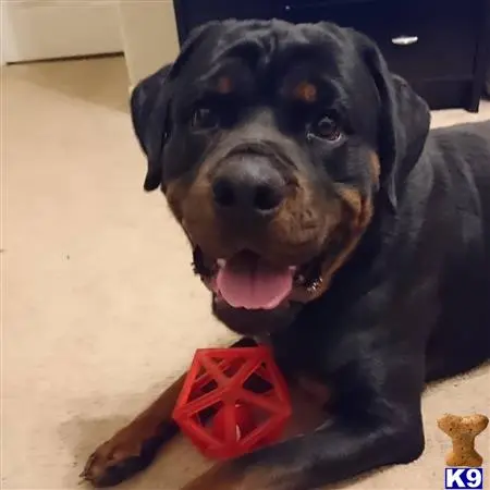 Rottweiler stud dog