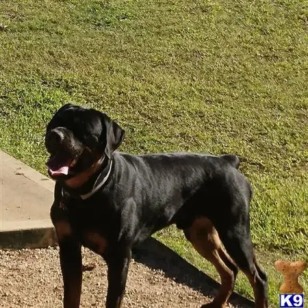 Rottweiler stud dog