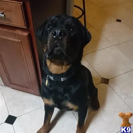 Rottweiler stud dog