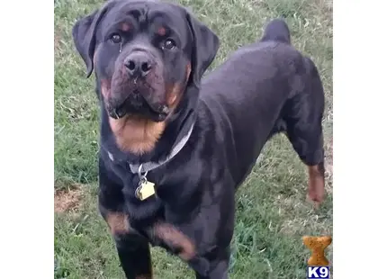 Rottweiler