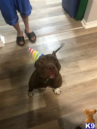 American Bully stud dog: a american bully dog wearing a party hat