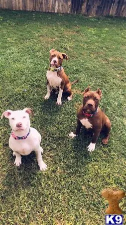 American Bully stud dog: a group of american bully dogs sitting in the grass