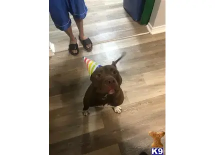 American Bully stud dog: a american bully dog wearing a party hat