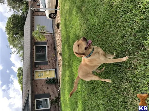 Labrador Retriever stud dog: a labrador retriever dog jumping in the air