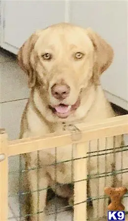 Labrador Retriever stud dog: a labrador retriever dog in a cage