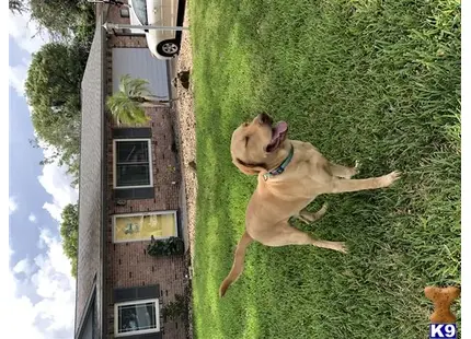 Labrador Retriever stud dog: a labrador retriever dog jumping in the air