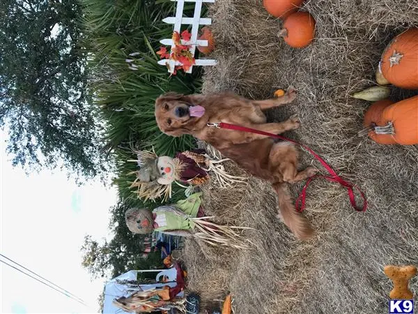 Golden Retriever stud dog