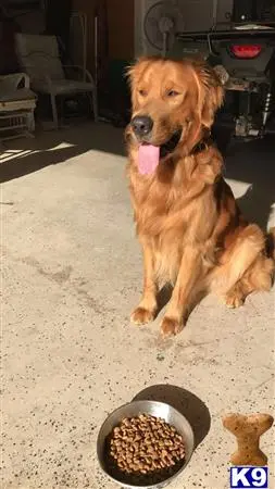 Golden Retriever stud dog