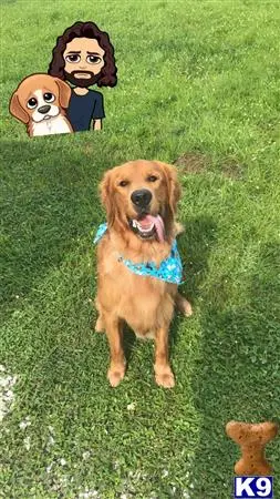 Golden Retriever stud dog