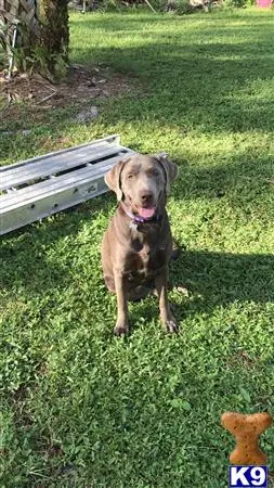 Labrador Retriever female dog