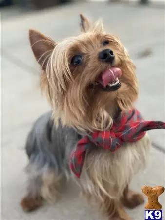 Yorkshire Terrier