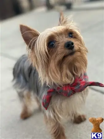 Yorkshire Terrier stud dog