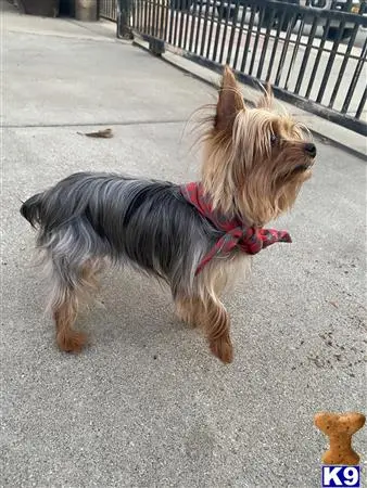 Yorkshire Terrier stud dog